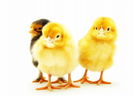 simsearch:400-05194519,k - Cute little baby chicken isolated on white background Foto de stock - Super Valor sin royalties y Suscripción, Código: 400-05285435