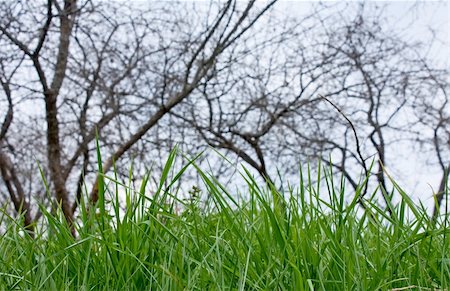 simsearch:400-05731622,k - green grass on a background of trees and sky Stock Photo - Budget Royalty-Free & Subscription, Code: 400-05285539