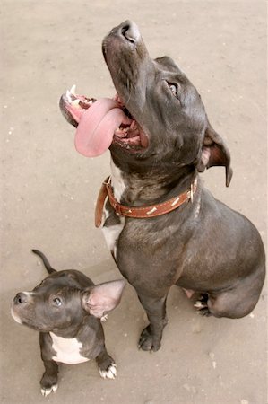 happy dog family of pit bull terrier Photographie de stock - Aubaine LD & Abonnement, Code: 400-05285671