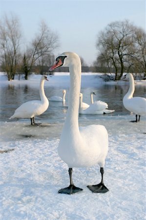 white swan on winter river Stock Photo - Budget Royalty-Free & Subscription, Code: 400-05285768