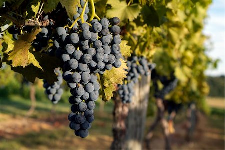 grapes of the vine at a vineyard Foto de stock - Super Valor sin royalties y Suscripción, Código: 400-05285787