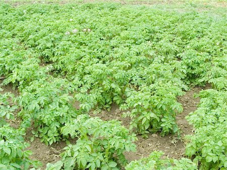 field with êóòàìè young green and not yet ripened potatoes Stockbilder - Microstock & Abonnement, Bildnummer: 400-05285797