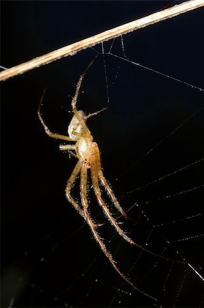 simsearch:400-04645267,k - spider on his web macro Stock Photo - Budget Royalty-Free & Subscription, Code: 400-05285804
