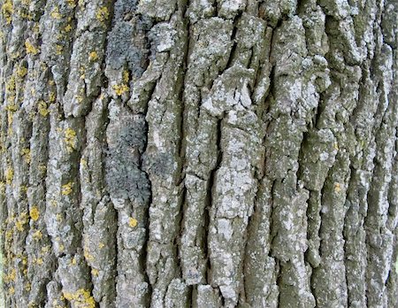 cortex of the oak with bit of the moss on her possible to use as texture or back plan Stockbilder - Microstock & Abonnement, Bildnummer: 400-05285808