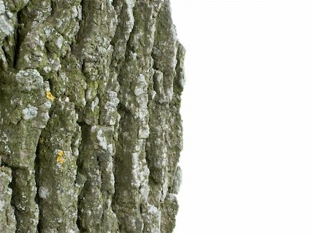 cortex of the oak with parts of the moss on white background Stockbilder - Microstock & Abonnement, Bildnummer: 400-05285809