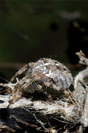 spider sitting  on dry herb Photographie de stock - Aubaine LD & Abonnement, Code: 400-05285802