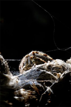 spider sitting  on dry herb Photographie de stock - Aubaine LD & Abonnement, Code: 400-05285803