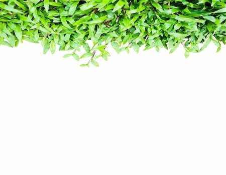 simsearch:400-04324218,k - Green grass Isolate over white background Photographie de stock - Aubaine LD & Abonnement, Code: 400-05285854