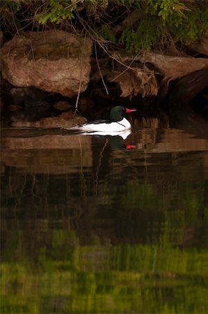 Wild Male Common Merganser Swimming with Reflection In Water Photographie de stock - Aubaine LD & Abonnement, Code: 400-05286557