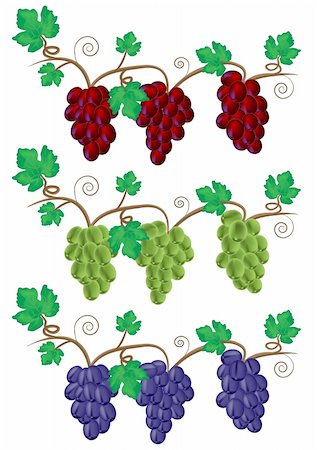 dessert to sketch - Grape and Vine illustration Stock Photo - Budget Royalty-Free & Subscription, Code: 400-05286894