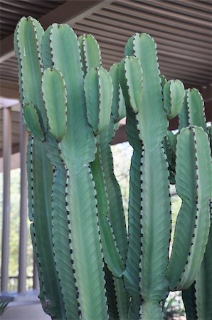 simsearch:400-05302428,k - Cactus in the Desert Photographie de stock - Aubaine LD & Abonnement, Code: 400-05286977