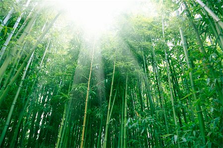 the bamboo of a forest outdoor in china. Stock Photo - Budget Royalty-Free & Subscription, Code: 400-05287082