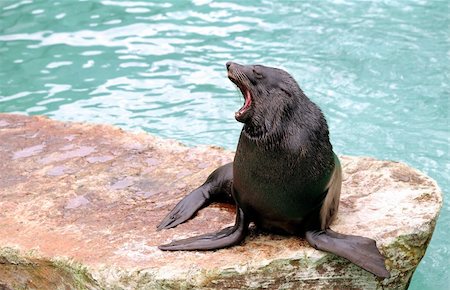 simsearch:400-06094384,k - Yawning male Brown Fur Seal, sitting on a stone Fotografie stock - Microstock e Abbonamento, Codice: 400-05287185