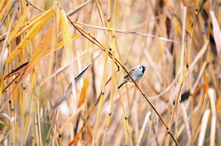 Autumn grass and there hidden Tree Sparrow Stock Photo - Budget Royalty-Free & Subscription, Code: 400-05287186