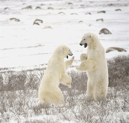 Fight of polar bears. Two polar bears fight. Snow-covered tundra with undersized vegetation. Stock Photo - Budget Royalty-Free & Subscription, Code: 400-05287304