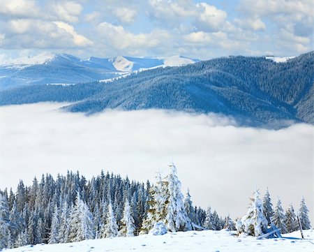 simsearch:400-04319458,k - Winter calm mountain landscape with rime and snow covered spruce trees (view from Bukovel ski resort to Svydovets ridge, Ukraine). Composite image. Stock Photo - Budget Royalty-Free & Subscription, Code: 400-05287315