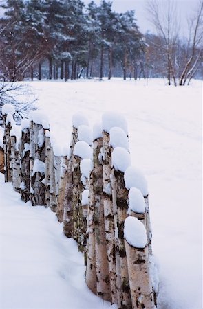 Fence of birch saplings in a snowy field Stock Photo - Budget Royalty-Free & Subscription, Code: 400-05287335