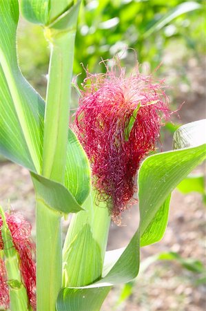 Corn cob plant red hair in summer field Stock Photo - Budget Royalty-Free & Subscription, Code: 400-05287644