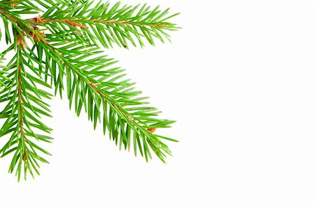 simsearch:400-07114074,k - green branch of fir isolated on white Stock Photo - Budget Royalty-Free & Subscription, Code: 400-05287667