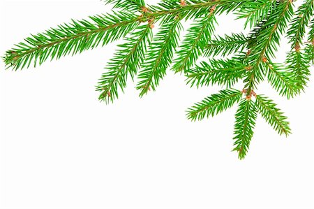 simsearch:400-07114074,k - green branch of fir isolated on white Stock Photo - Budget Royalty-Free & Subscription, Code: 400-05287668