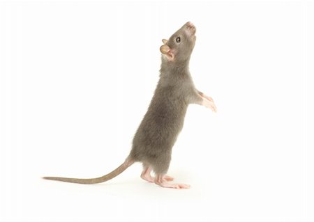 simsearch:400-04719873,k - funny rat  isolated on white background Stock Photo - Budget Royalty-Free & Subscription, Code: 400-05287762