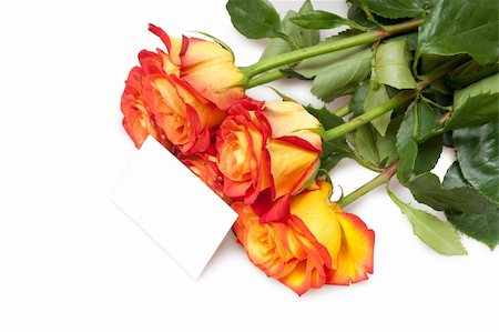 simsearch:400-06522703,k - roses isolated on white with card Fotografie stock - Microstock e Abbonamento, Codice: 400-05287777