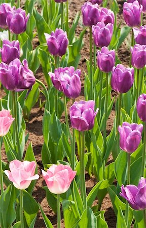 simsearch:400-06790189,k - flowers, tulips Stock Photo - Budget Royalty-Free & Subscription, Code: 400-05287794