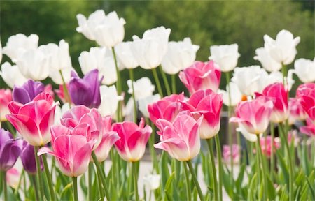 flowers, tulips Stock Photo - Budget Royalty-Free & Subscription, Code: 400-05287795