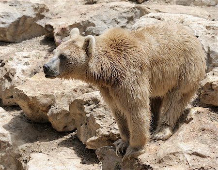 simsearch:400-04269229,k - Syrian bear with light fur at the zoo Foto de stock - Royalty-Free Super Valor e Assinatura, Número: 400-05287866