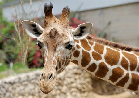 simsearch:400-04269229,k - Giraffe at the zoo, head close-ups. Foto de stock - Royalty-Free Super Valor e Assinatura, Número: 400-05287867