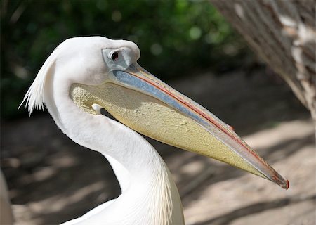 simsearch:400-04269229,k - Pelicans on the lake in the zoo. Foto de stock - Royalty-Free Super Valor e Assinatura, Número: 400-05287870