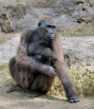 simsearch:400-04269229,k - Gorillas in the zoo, big and important. Foto de stock - Royalty-Free Super Valor e Assinatura, Número: 400-05287871