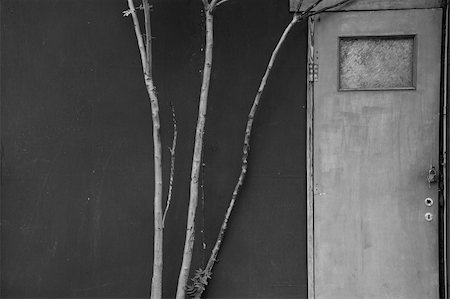 simsearch:400-05352419,k - Tree branches and abandoned house door. Black and white. Fotografie stock - Microstock e Abbonamento, Codice: 400-05287919