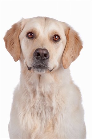 simsearch:400-08314976,k - Labrador Retriever isolated on a white background Stock Photo - Budget Royalty-Free & Subscription, Code: 400-05287983