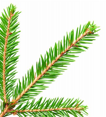 simsearch:400-07114074,k - green branch of fir isolated on white Stock Photo - Budget Royalty-Free & Subscription, Code: 400-05288409