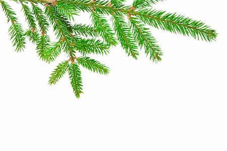 simsearch:400-07114074,k - green branch of fir isolated on white Stock Photo - Budget Royalty-Free & Subscription, Code: 400-05288412