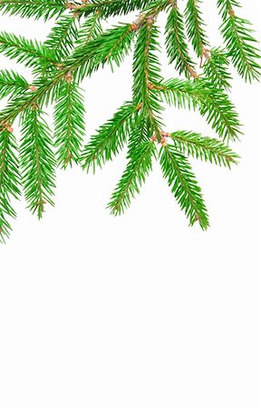 simsearch:400-07114074,k - green branch of fir isolated on white Stock Photo - Budget Royalty-Free & Subscription, Code: 400-05288413