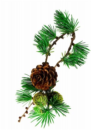 two young and old  fir cones on a branch Stock Photo - Budget Royalty-Free & Subscription, Code: 400-05288966