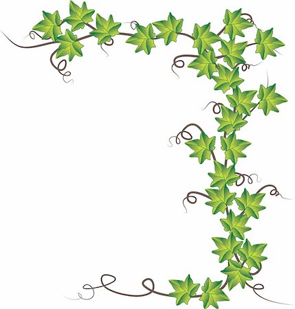 simsearch:400-05226582,k - Green ivy. Vector Illustration  Green ivy. Vector Illustration Stock Photo - Budget Royalty-Free & Subscription, Code: 400-05289727