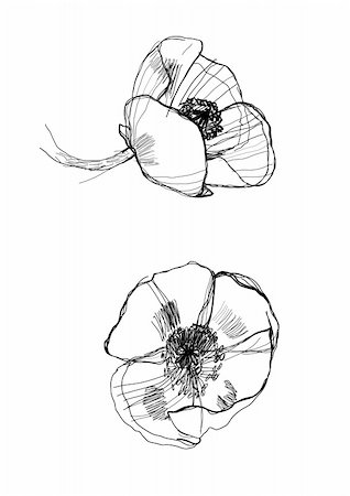 drawing poppy monochrome graphic sketch Photographie de stock - Aubaine LD & Abonnement, Code: 400-05289845