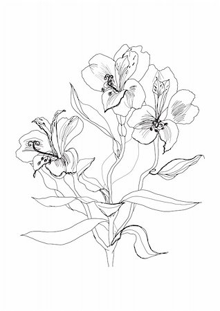 plant drawing decor - Alstrameriya flower pen drawing on white background Stock Photo - Budget Royalty-Free & Subscription, Code: 400-05289851