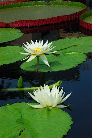 simsearch:400-05210967,k - Water lily closeup in water with lovely color and green leaves Foto de stock - Royalty-Free Super Valor e Assinatura, Número: 400-05280560