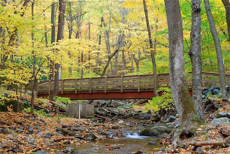 simsearch:400-04240598,k - Autumn forest with wood bridge over creek in yellow maple forest with trees and colorful foliage. Foto de stock - Super Valor sin royalties y Suscripción, Código: 400-05280563