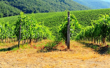 simsearch:400-06141966,k - Hill Of Tuscany With Vineyard In The Chianti Region Foto de stock - Royalty-Free Super Valor e Assinatura, Número: 400-05281412