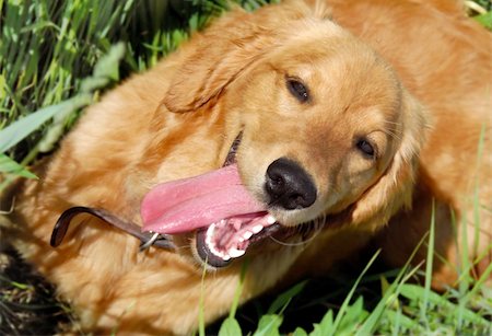 happy golden retriever dog with opened mouth portrait outdoor Stock Photo - Budget Royalty-Free & Subscription, Code: 400-05281522