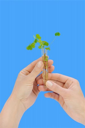 Hand holding tube with fresh  sorel (oxalis) Stock Photo - Budget Royalty-Free & Subscription, Code: 400-05282136