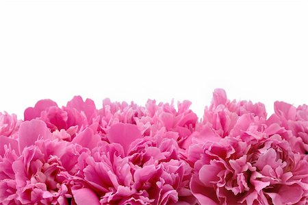 simsearch:400-05713050,k - Peony over white background Stock Photo - Budget Royalty-Free & Subscription, Code: 400-05282131