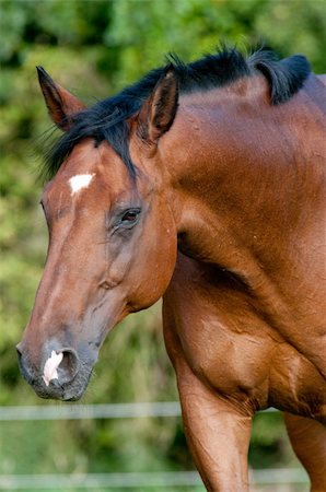 simsearch:400-08131643,k - Face of Horse Stock Photo - Budget Royalty-Free & Subscription, Code: 400-05282344