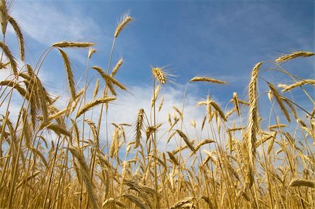 Ripe wheat ears over a blue sky Stock Photo - Budget Royalty-Free & Subscription, Code: 400-05282642