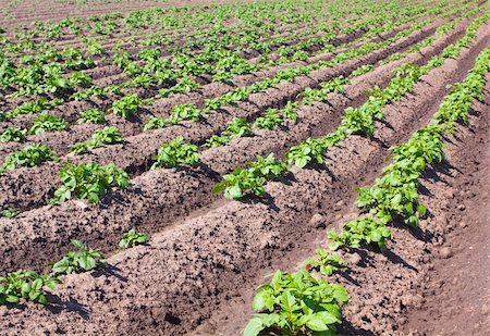 simsearch:400-04991371,k - Agricultural field with rows of potatoes Photographie de stock - Aubaine LD & Abonnement, Code: 400-05282715